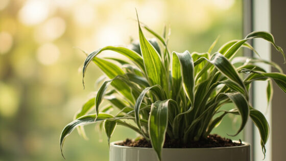 how often to water spider plant