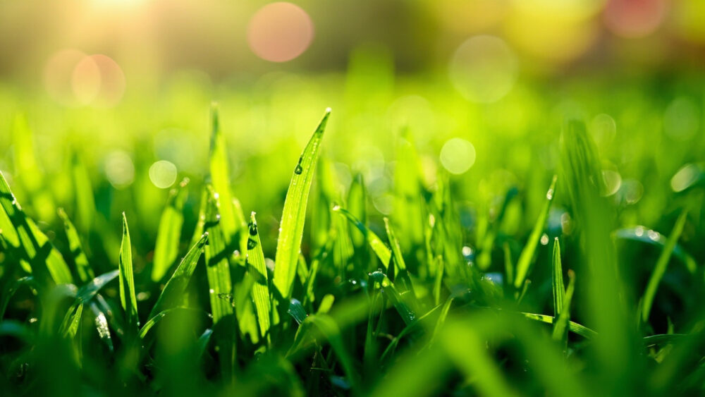how often to water st augustine grass