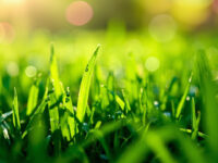 how often to water st augustine grass