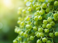 how often to water string of pearls