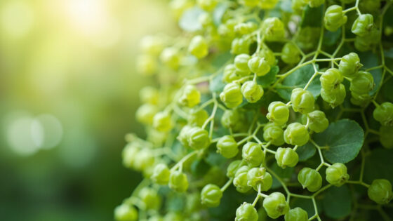 how often to water string of pearls