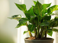 how often to water zz plant
