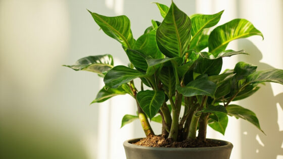 how often to water zz plant