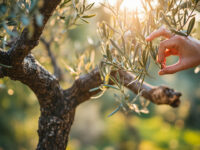 how to care for olive trees