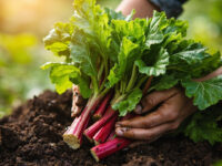 how to care for rhubarb