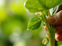 how to get rid of aphids on houseplants