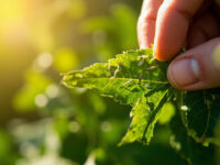 how to get rid of thrips