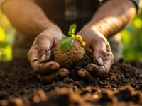 how to grow avocados from seed