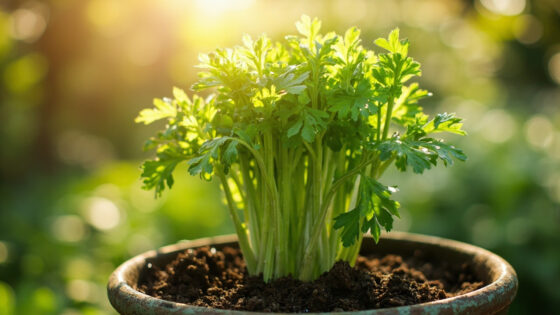 how to grow celery in containers