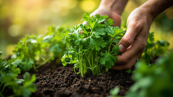 how to grow cilantro
