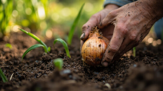 how to grow onions