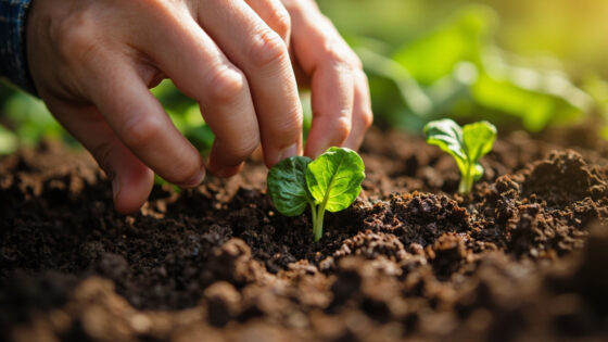 how to grow spinach from seed