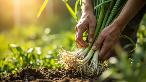 how to harvest lemongrass