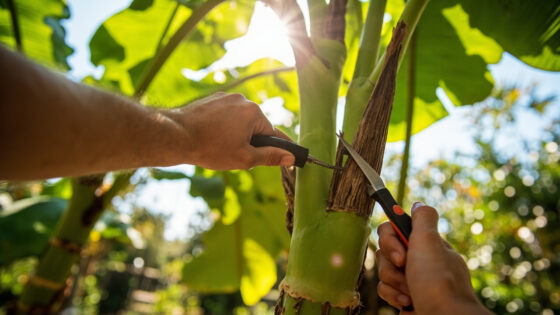 how to prune banana trees