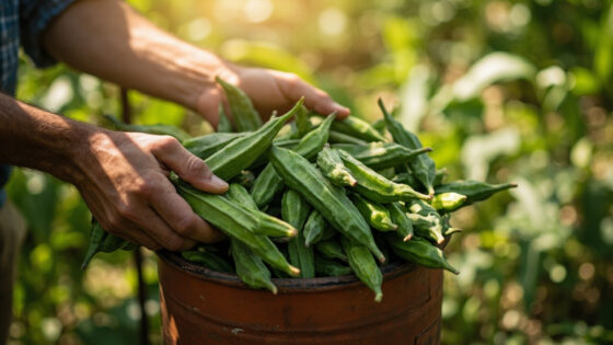 how to store okra