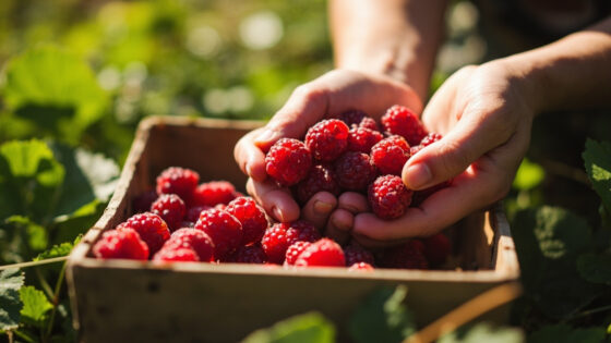 how to store raspberries