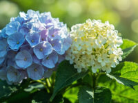 hydrangea vs viburnum