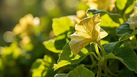 impatiens leaves turning yellow