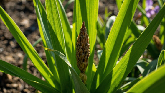 irises not blooming