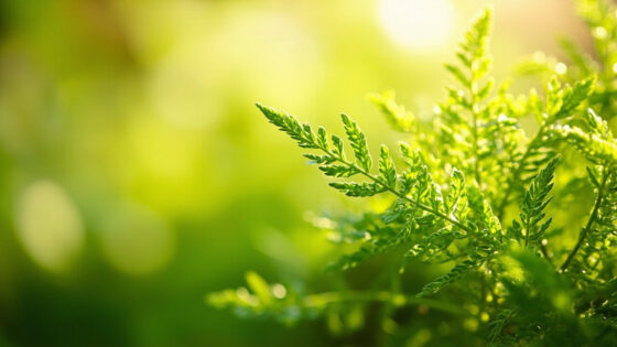 is asparagus fern toxic to cats