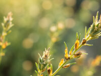 lavender turning yellow