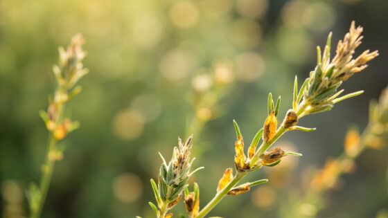 lavender turning yellow