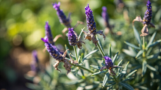 lavender wilting