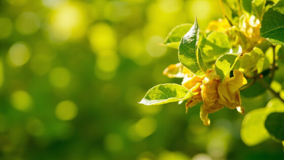 lemon plant leaves curling