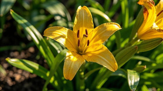 lilies leaves turning yellow
