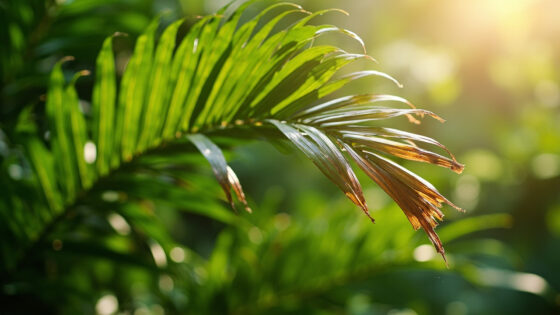 majesty palm brown tips