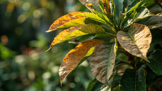 money tree leaves turning brown
