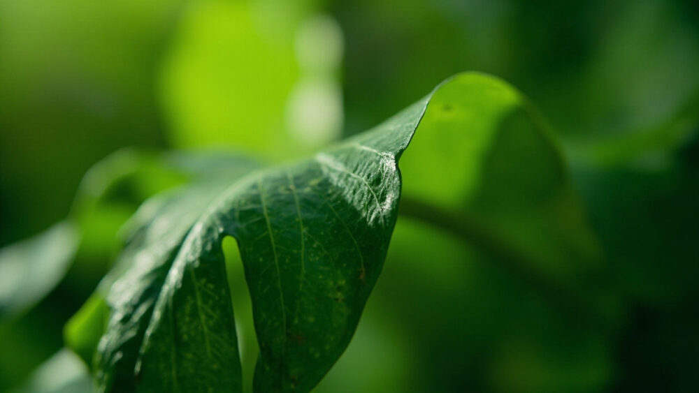 monstera leaves curling