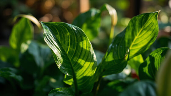 peace lily leaves curling