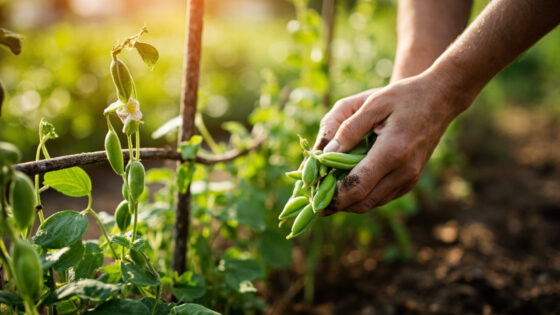 peas growing stages