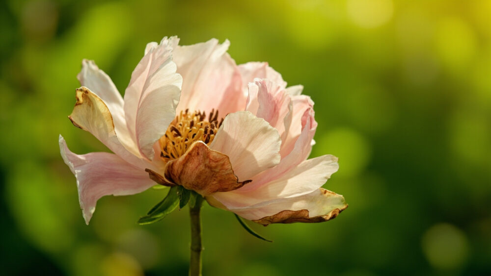 peonies wilting