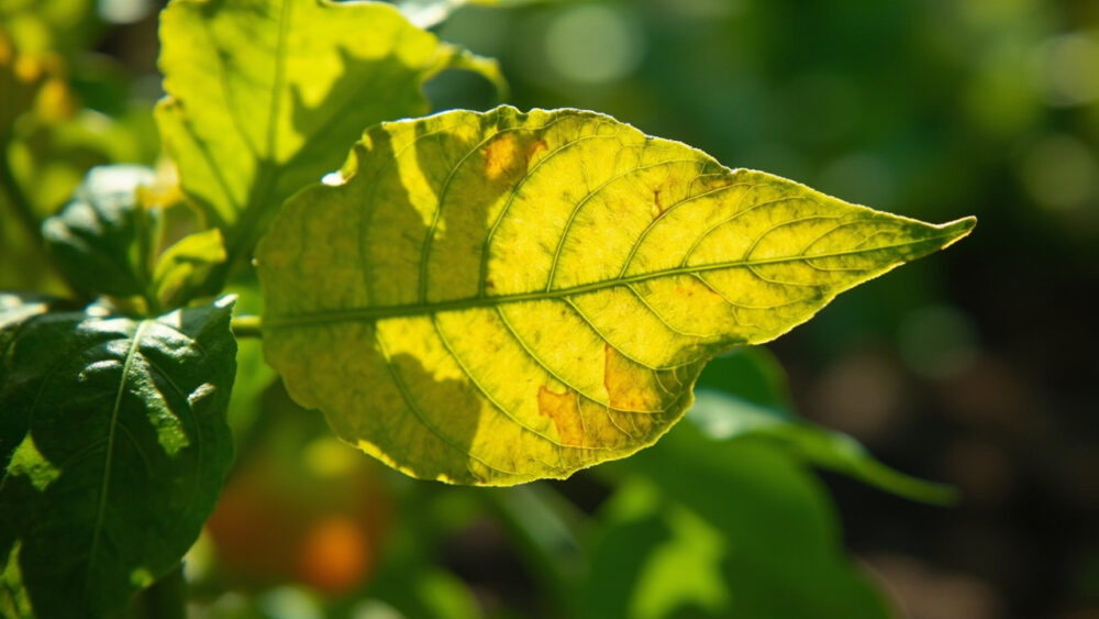pepper plant leaves turning yellow