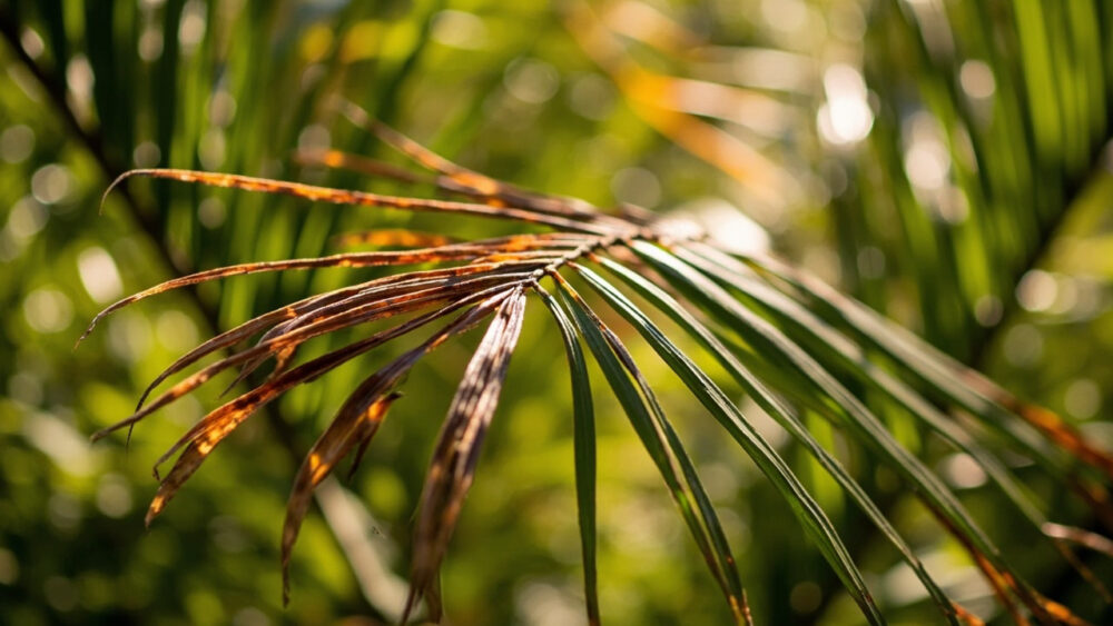 ponytail palm leaves turning brown