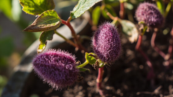 purple passion plant drooping