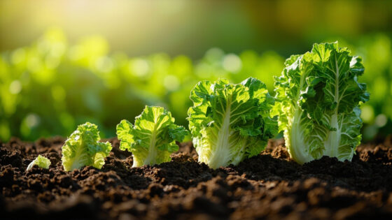 romaine lettuce growing stages