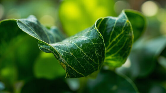 rubber plant leaves curling