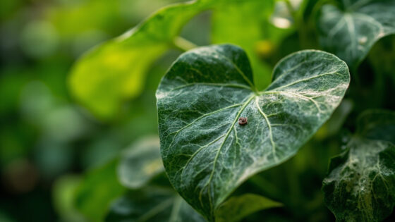 satin pothos leaves curling