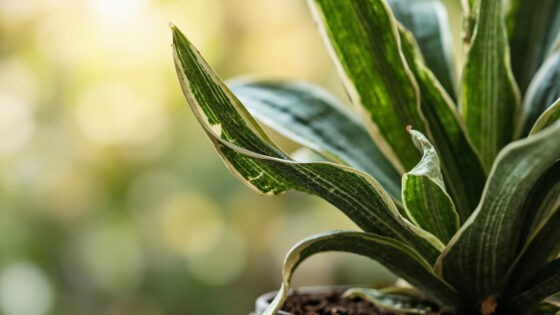 snake plant drooping