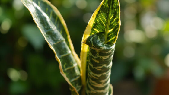 snake plant leaves curling