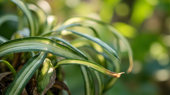 spider plant drooping