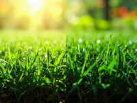st augustine vs bermuda grass