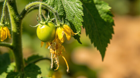 tomato plant flowers falling off
