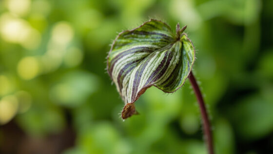 tradescantia leaves curling