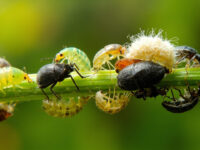types of aphids