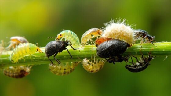 types of aphids