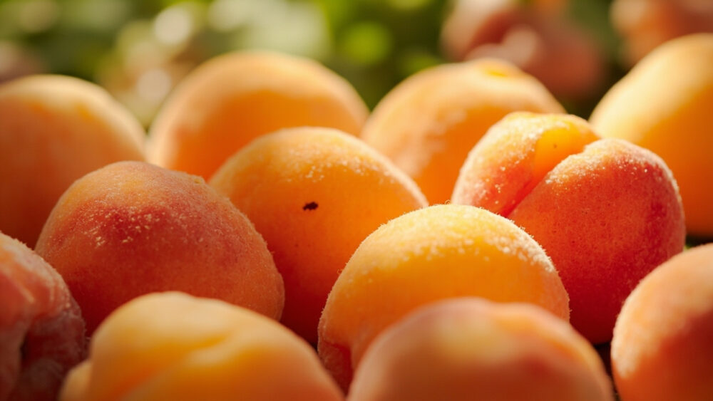 types of apricots